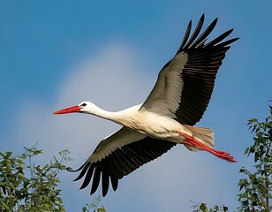 Obraz premium Stork in Flight, Digital Art