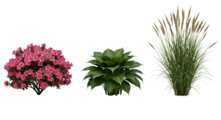 Vibrant pink azalea, lush green hosta, elegant feather reed grass in a horizontal row, isolated on seamless transparent, 45-degree studio lit, premium nursery plant display concept