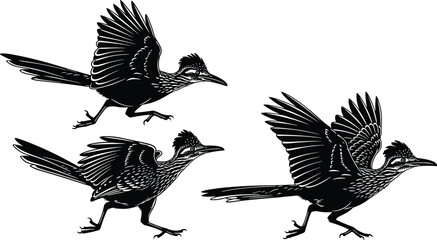 Roadrunner illustration, dynamic bird artwork, stylized feathers, crest detail, black blue contrast, running pose, flying motion, wildlife, speed, agility