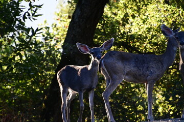 white tailed deer