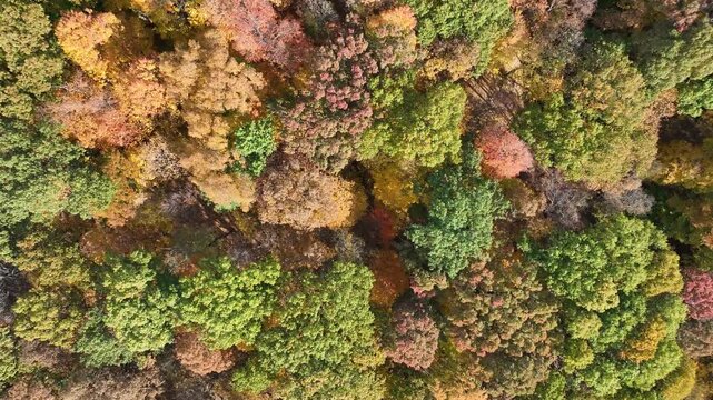 fall foliage drone perspective in the woods