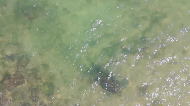 Sea Turtle Swimming in Clear Shallow Waters of Mirissa Sri Lanka Drone Shot