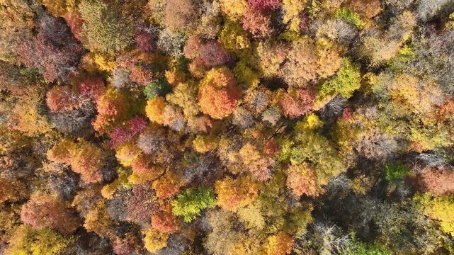 fall foliage drone perspective in the woods