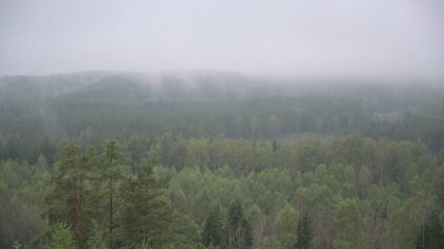 misty morning in the forest