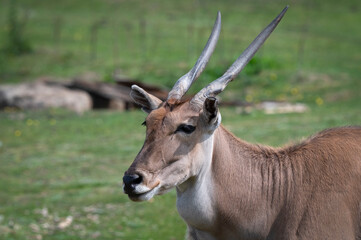 Common Eland in a Field Close up
