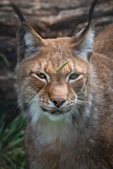 Siberian LynxClose up side Profile