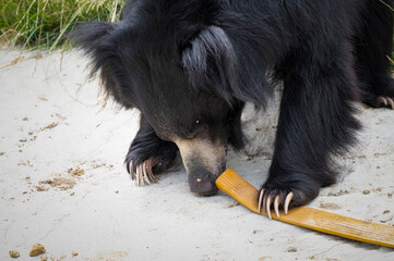 Sloth Bear in Search of Food © Ian