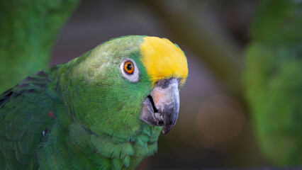 Close up Yellow-crowned Amazon