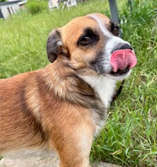 portrait of a dog © SebbPL