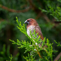 Bengalese Finch Perched in a Tree