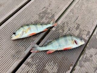 fish on a wooden board