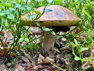 mushroom in the grass © SebbPL