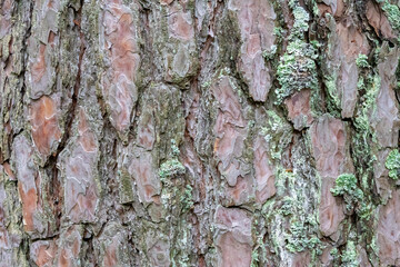 Rustic Pine Bark Texture – Natural Wooden Background for Design & Nature Projects