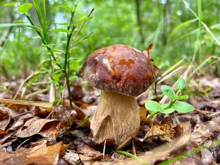 boletus edulis mushroom © SebbPL