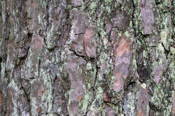 Rustic Pine Bark Texture – Natural Wooden Background for Design & Nature Projects