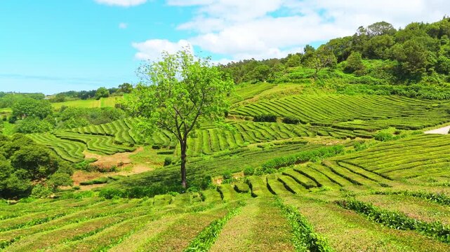 Tea Plantation. Lush Green Terraces. Azores, Sao Miguel Island. Portugal. Aerial View. Drone Moves Forward