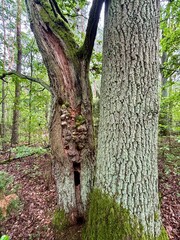 trunk of a tree © SebbPL