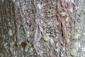 Linden Tree Bark with Lichen – Textured Natural Background for Eco Design & Forest Themes
