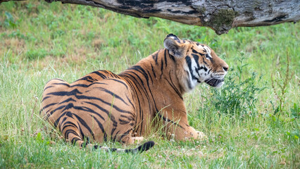 Large Bengal Tiger Resting on Grass