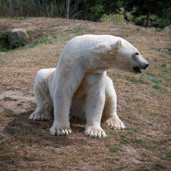 Polar Bear Sitting on the Ground