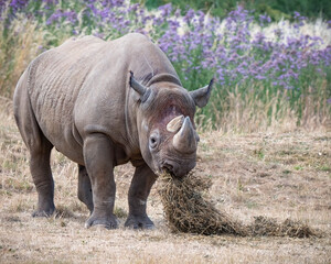 Obraz premium Black Rhinoceros in a Field Feeding