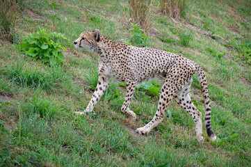 Adult Male Cheetah Walking on Grass