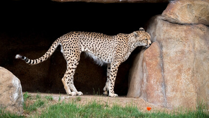 Adult Male Cheetah Walking on Grass