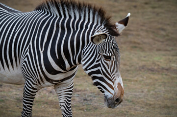 Gravy's Zebra Standing in a Field