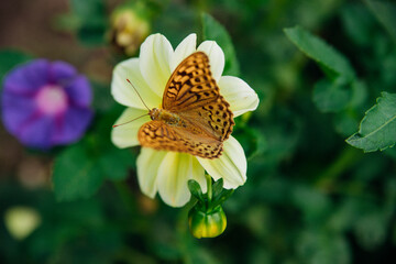 A vivid image of a butterfly with outstretched wings sitting gracefully on a yellow flower.