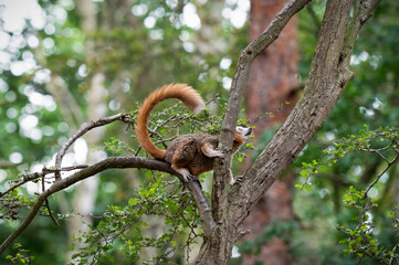 Female Crowned Lemur in a Tree