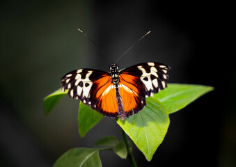 Tiger Heliconian Butterfly with Orange and Black Wings