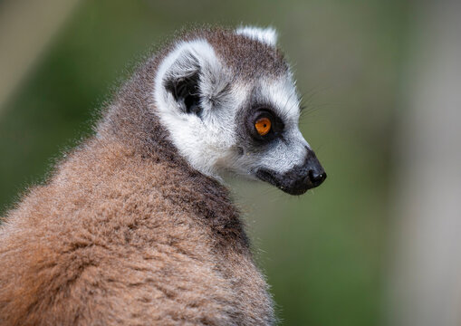 Ring-tailed Lemur Side Profile - Powered by Adobe