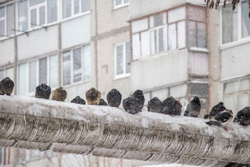 Pigeons Huddling on a Warm Pipe in Winter