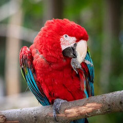 Close up Red and Green Macaw