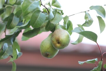 Fresh pears growing on tree in garden