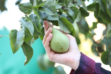 Woman picking pear from tree in garden, closeup