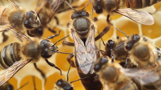 Queen bee the mistress of the colony of bees. 
Queen Bee is always surrounded by working bees &ndash; her servant.
