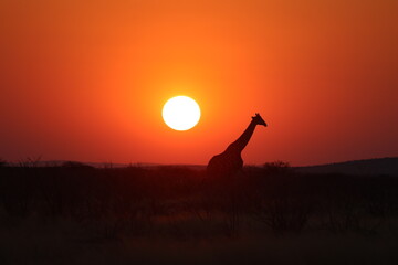giraffe at sunset © Marco
