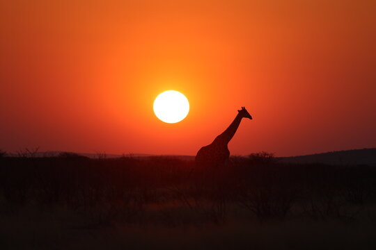 giraffe at sunset
