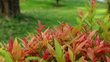 close up Syzygium myrtifolium outdoors with good lighting and no background blur