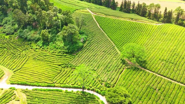 Tea Plantation. Lush Green Terraces. Azores, Sao Miguel Island. Portugal. Aerial View. Drone Moves Forward