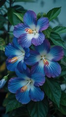 A cluster of vibrant blue hibiscus flowers with white and yellow centers, surrounded by lush green leaves, creating a captivating floral display