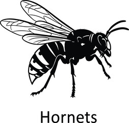 Detailed black and white vector illustration of hornet insect with wings and striped abdomen, symbolizing nature, wildlife, danger, aggression, and entomology study