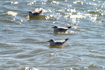 Flock of Seagulls on the Sea. Group of seagulls floating on sunny sea water.