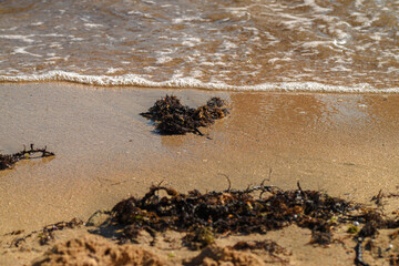 Foamy sea water with algae on sandy shore, textured natural background. Seaweed on wet sandy shore with soft sea waves.