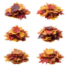 Fototapeta premium Six piles of vibrant autumn maple leaves isolated on transparent background