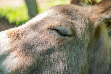 donkey close up, foal Equus asinus, Equus africanus asinus, rustic scene with donkey feeding on fresh pasture on sunny day, Farm Animal Portrait