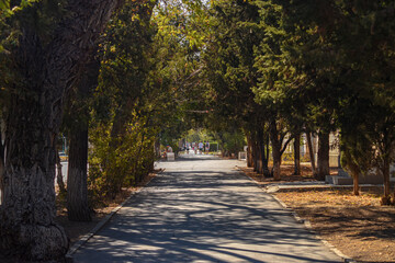Shaded tree alley in city park. Tree-lined alley with long shadows in urban park, peaceful natural walkway.