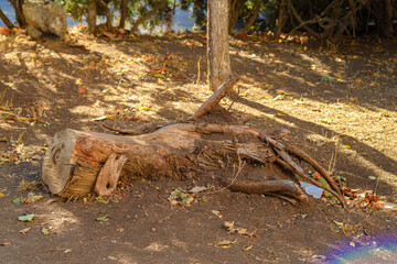Tree roots on dry ground. Large tree roots exposed on dry cracked ground in summer park environment.
