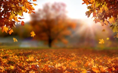 Fototapete Tiefes Orange Colorful forest in sunlight. Autumn landscape with yellow trees and sun. Beautiful foliage in the park.   © Lilya